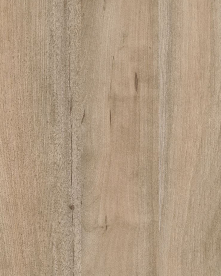 Acacia